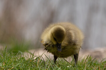 Geese chicks with yellow feathers in the meadow