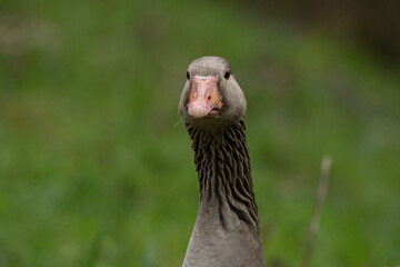Greylag goose in the meadow