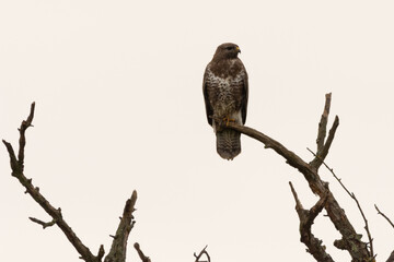 Buzzard sits on a branch and waits for prey