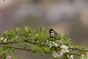 A great tit on a branch with cherry blossoms