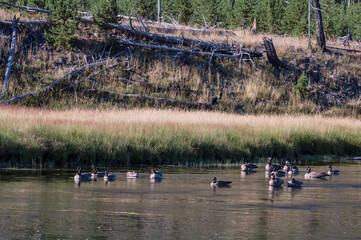 Canada Geese (Branta canadensis) in Yellowstone National Park, USA
