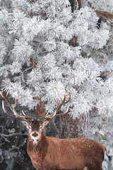 Red deer in a magical winter forest. Fabulous natural Christmas image.