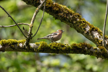 A chaffinch on a branch with moss