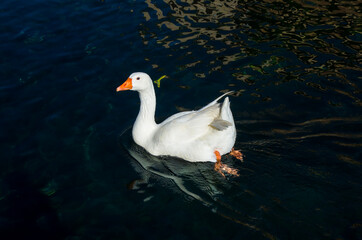 Primo piano di un'oca nuota in un fiume