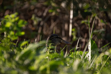 duck in the grass