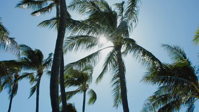 The wind blew swaying coconut leaves.