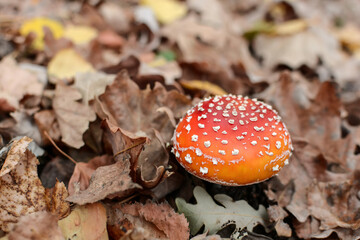 Mushroom - Amanita muscaria - fly agaric. Poisonous fly agaric on forest soil in autumn.