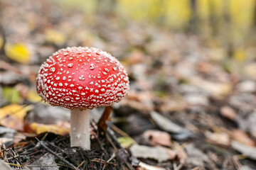 Mushroom - Amanita muscaria - fly agaric. Poisonous fly agaric on forest soil in autumn.