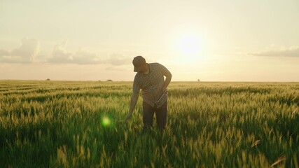 agriculture, farmer with a tablet walks across a wheat field in the glare of light of the sun, an agronomist works in rural land at sunset, produces bread on a farm plantation, grow green wheat crop