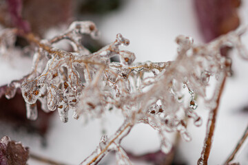 Nach Eisregen mit Eis glasierte Pflanzen, Büsche, Blumen, Zweige und Äste mit blurry Hintergrung.