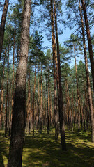 Fototapeta premium forest, tree, nature, trees, landscape, woods, green, autumn, wood, pine, path, park, sun, spring, leaf, light, summer, foliage, season, natural, plant, woodland, road, outdoors, leaves