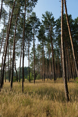 Obraz premium forest, tree, nature, trees, landscape, woods, green, autumn, wood, pine, path, park, sun, spring, leaf, light, summer, foliage, season, natural, plant, woodland, road, outdoors, leaves