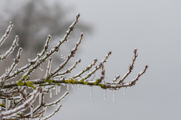 Vom Eisregen mit Eis und Schnee überzogene Pflanze, Blüten, Äste und Zweige.