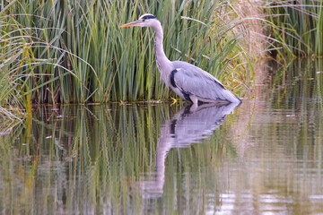 Heron fishing in Bushy Park stream 