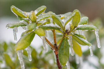 Vom Eisregen mit Eis und Schnee überzogene Pflanze, Blüten, Äste und Zweige.