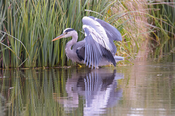 Heron fishing in Bushy Park stream 