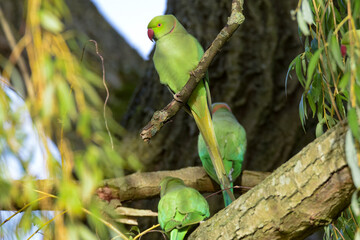 Rose Ringed Parakeet in Bushy Park, Hampton Court
