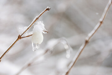 Vom Eisregen mit Eis und Schnee überzogene Pflanze, Blüten, Äste und Zweige.
