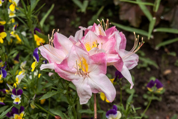 Rhododendron 'Satomi' (Rhododendron x mollis) in garden, Moscow region, Russia