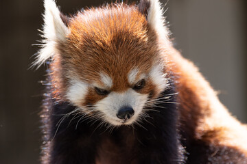 可愛いレッサーパンダ