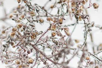 Vom Eisregen mit Eis und Schnee überzogene Pflanze, Blüten, Äste und Zweige.