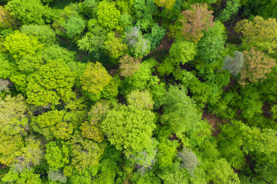 Aerial view of lush green forest in spring