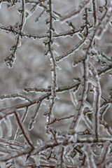 Vom Eisregen mit Eis und Schnee überzogene Pflanze, Blüten, Äste und Zweige.