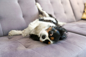 Happy dog fooling around