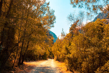 Obraz premium Dirt road in the forest at autumn. Autumn scene from a forest.