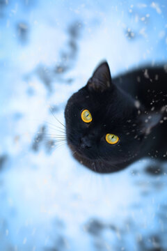 cat with yellow eyes on winter background. top view