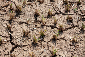 Dry agricultural land with lots of cracks. young growing grass at its initial stage. Traditional way of growing rice.