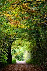 autumn forest alley