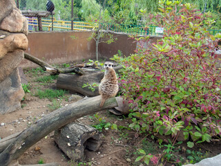 meerkat in the zoo sits on a tree