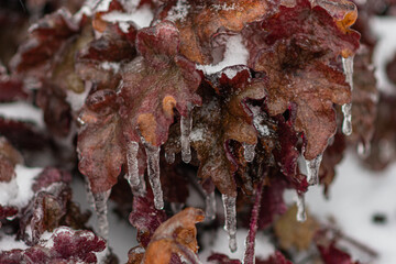 Vom Eisregen mit Eis und Schnee überzogene Pflanze, Blüten, Äste und Zweige.