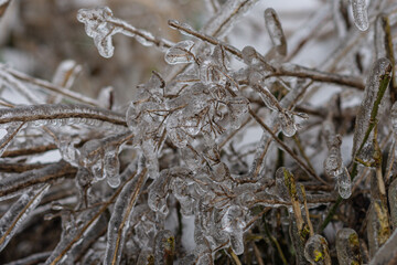 Vom Eisregen mit Eis und Schnee überzogene Pflanze, Blüten, Äste und Zweige.