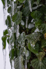 Vom Eisregen mit Eis und Schnee &uuml;berzogene Pflanze, Bl&uuml;ten, &Auml;ste und Zweige.