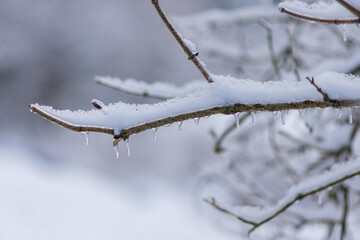 Vom Eisregen mit Eis und Schnee überzogene Pflanze, Blüten, Äste und Zweige.