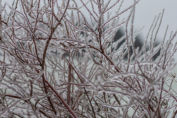 Vom Eisregen mit Eis und Schnee überzogene Pflanze, Blüten, Äste und Zweige.