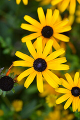 Deams coneflower