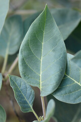 Thorn apple Inka