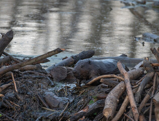 beaver after being in the river