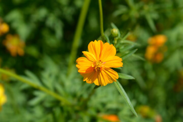Fototapeta premium Sulfur cosmos