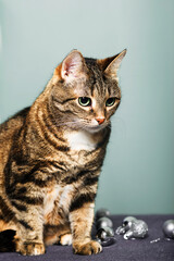 Obraz premium portrait of domestic striped cute shorthair cat with christmas decoration