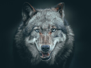 Scary dark gray wolf (Canis lupus)