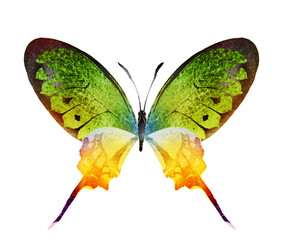 Color watercolor butterfly , isolated on the white background