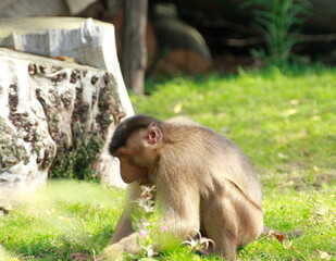 Little cute monkey is walking in his enclosure