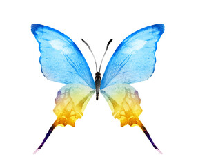 Color watercolor butterfly , isolated on the white background