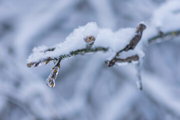 Vom Eisregen mit Eis und Schnee überzogene Pflanze, Blüten, Äste und Zweige.