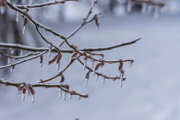 Vom Eisregen mit Eis und Schnee überzogene Pflanze, Blüten, Äste und Zweige.