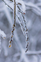 Vom Eisregen mit Eis und Schnee überzogene Pflanze, Blüten, Äste und Zweige.